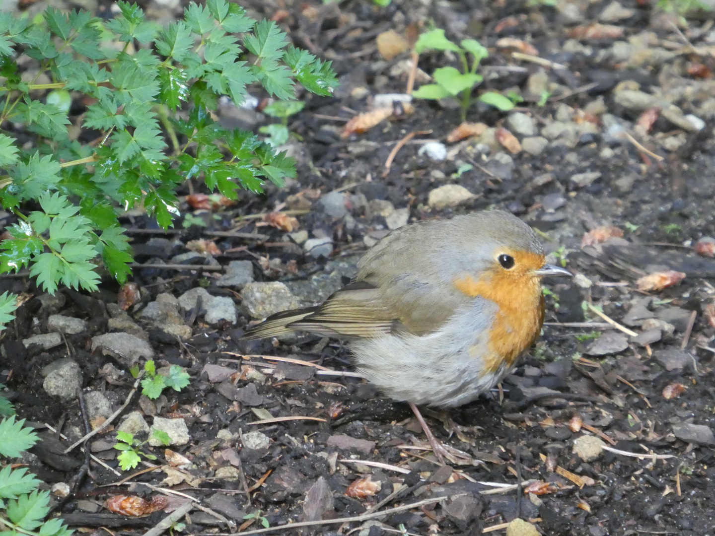 Nachwuchs im Garten 