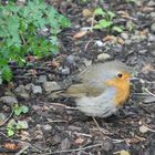 Nachwuchs im Garten 