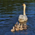 Nachwuchs im Greizer Park