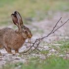 Nachwuchs im Hasenrevier