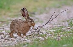 Nachwuchs im Hasenrevier