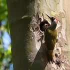 Nachwuchs im Hause Grünspecht