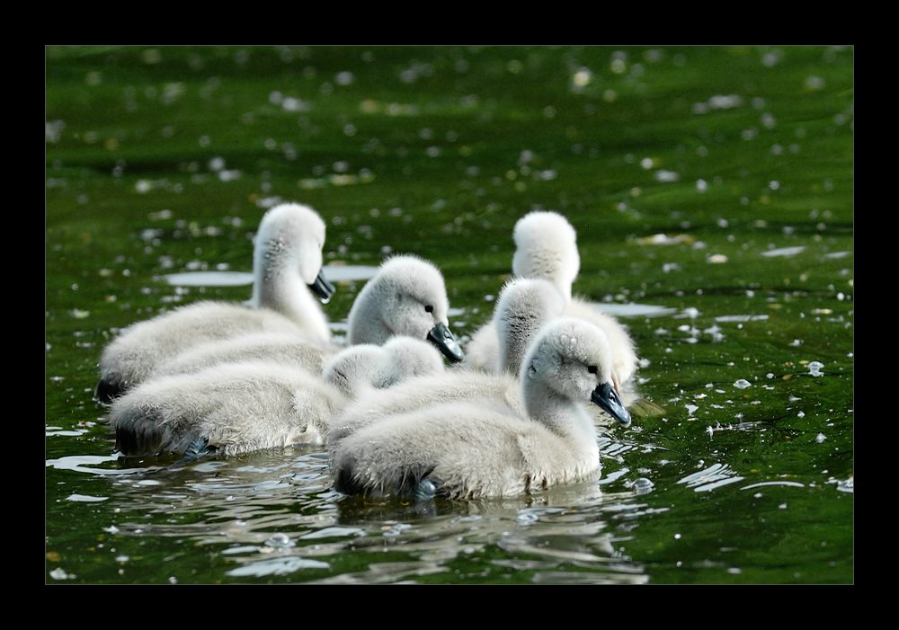 [ Nachwuchs im Hause Schwan ]