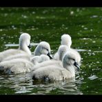 [ Nachwuchs im Hause Schwan ]