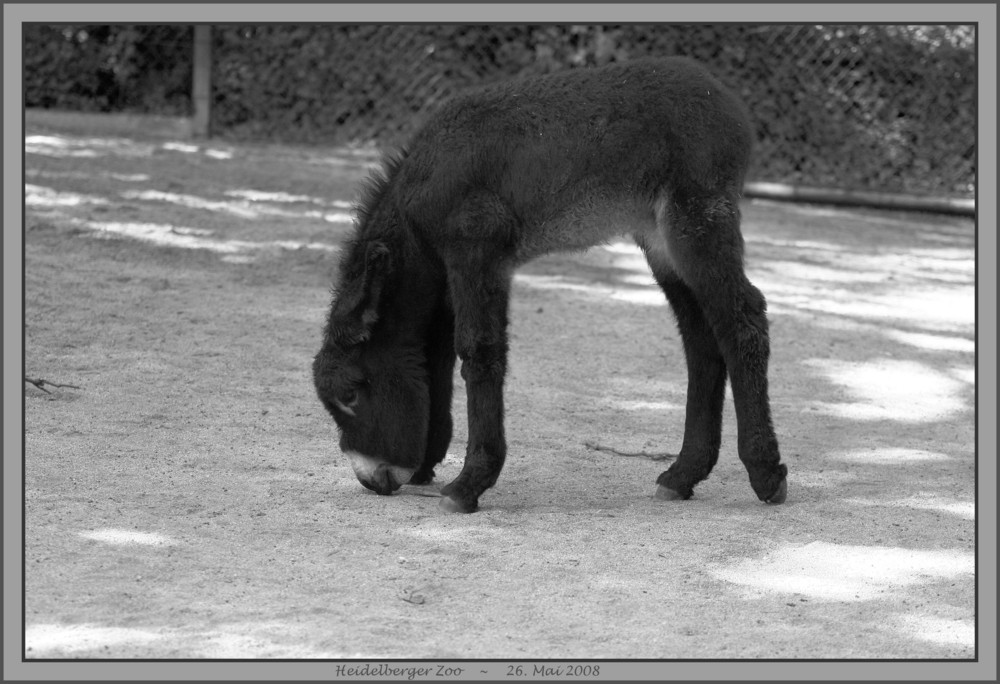 Nachwuchs im Heidelberger Zoo I