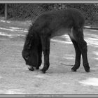 Nachwuchs im Heidelberger Zoo I