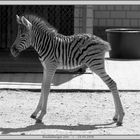 Nachwuchs im Heidelberger Zoo II