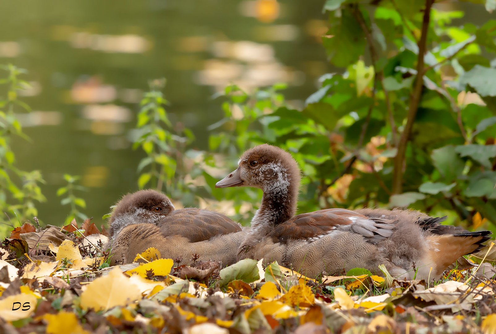 Nachwuchs im Herbstlaub