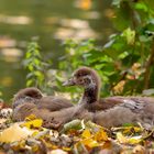 Nachwuchs im Herbstlaub