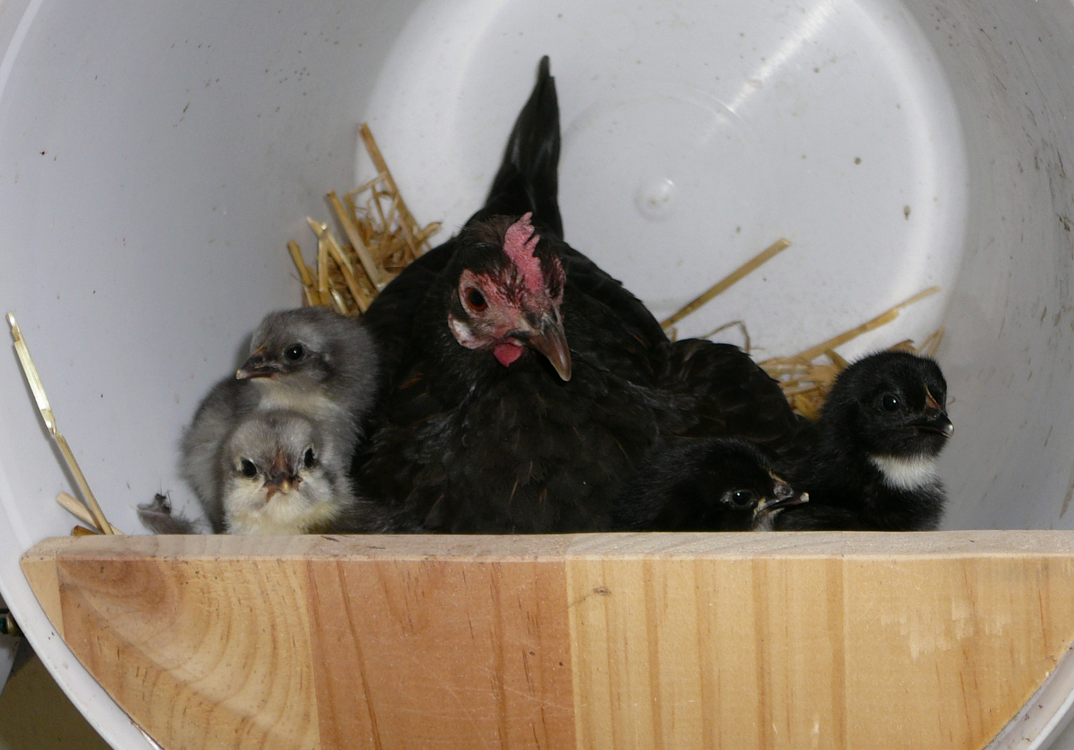 Nachwuchs im Hühnerstall