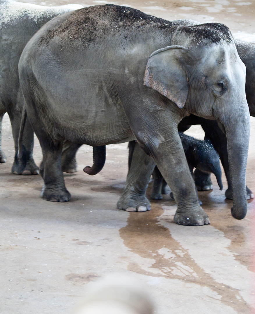 Nachwuchs im Kölner Zoo