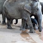 Nachwuchs im Kölner Zoo