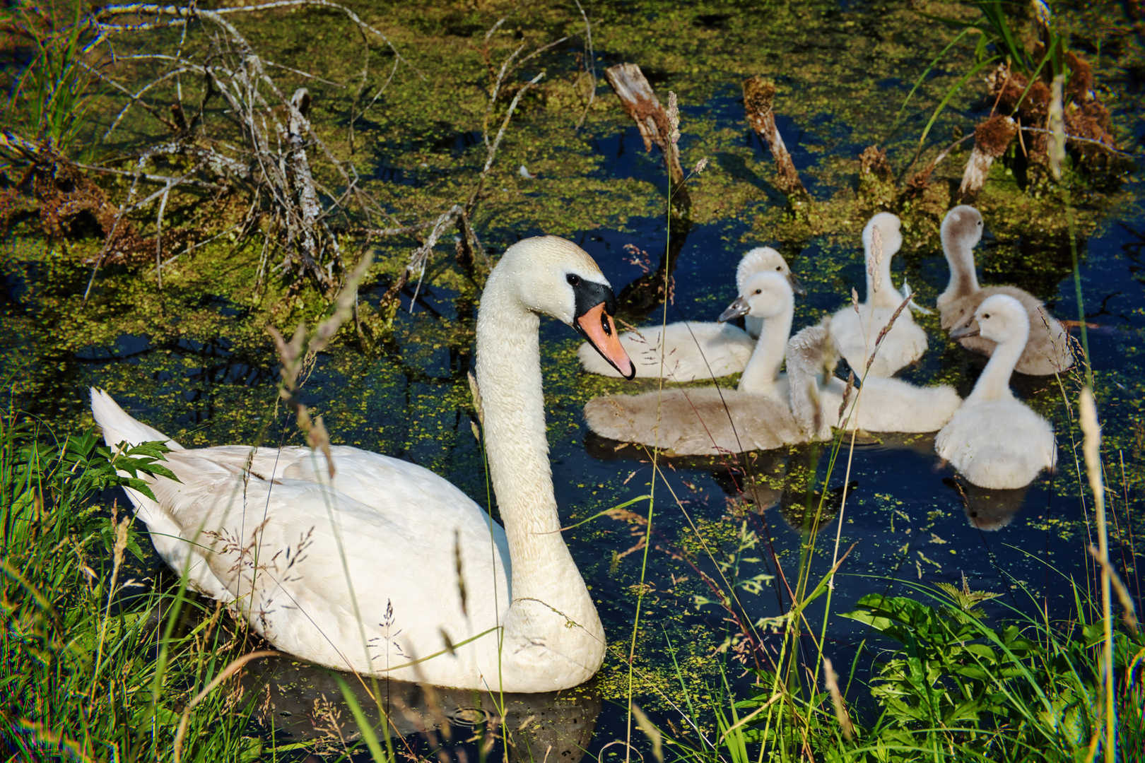 Nachwuchs im Moor