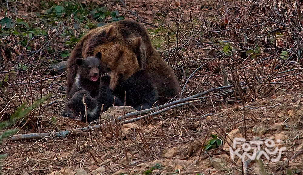 Nachwuchs im Nationalpark