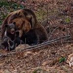 Nachwuchs im Nationalpark