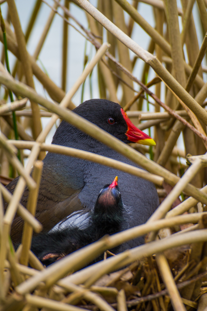 Nachwuchs im Nest