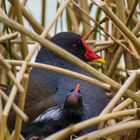 Nachwuchs im Nest