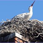 Nachwuchs im Nest?