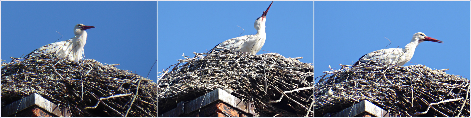 Nachwuchs im Nest?