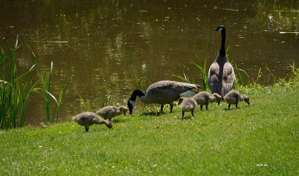 Nachwuchs im Park