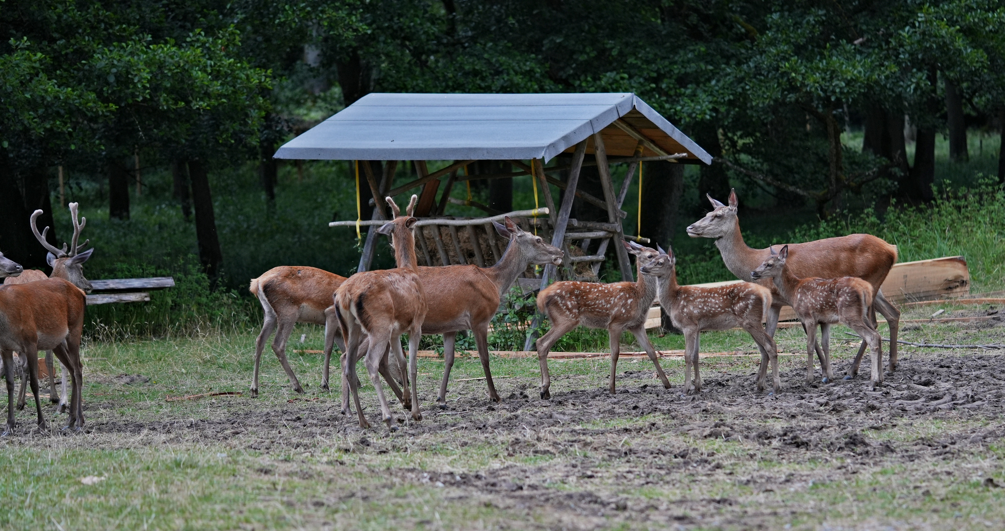 Nachwuchs im Rotwildpark Stuttgart 2023_07