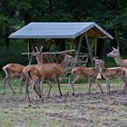 Nachwuchs im Rotwildpark Stuttgart 2023_07