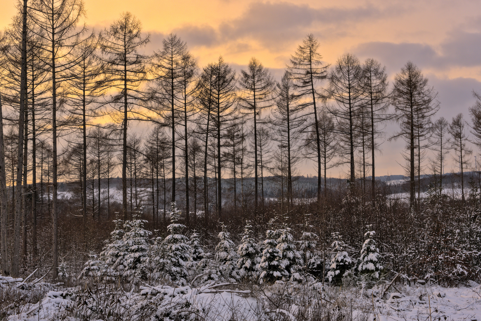 Nachwuchs im Schnee