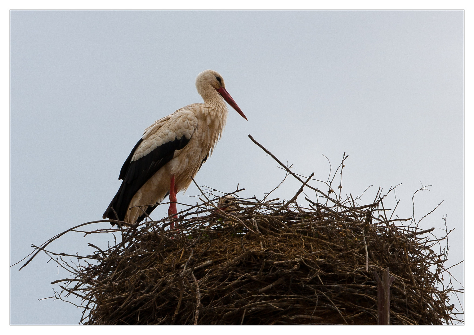 Nachwuchs im Storchennest