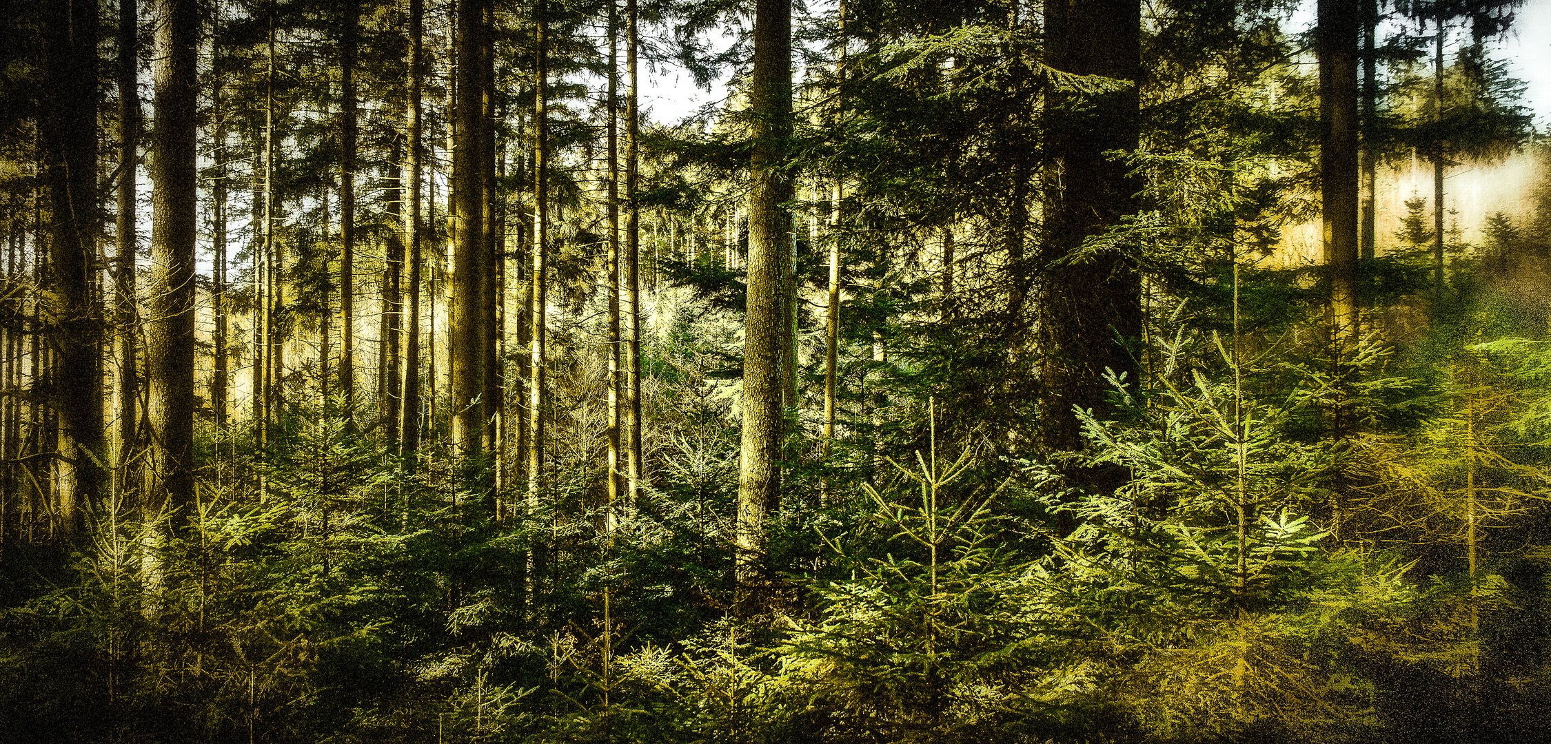 Nachwuchs im Tannenwald