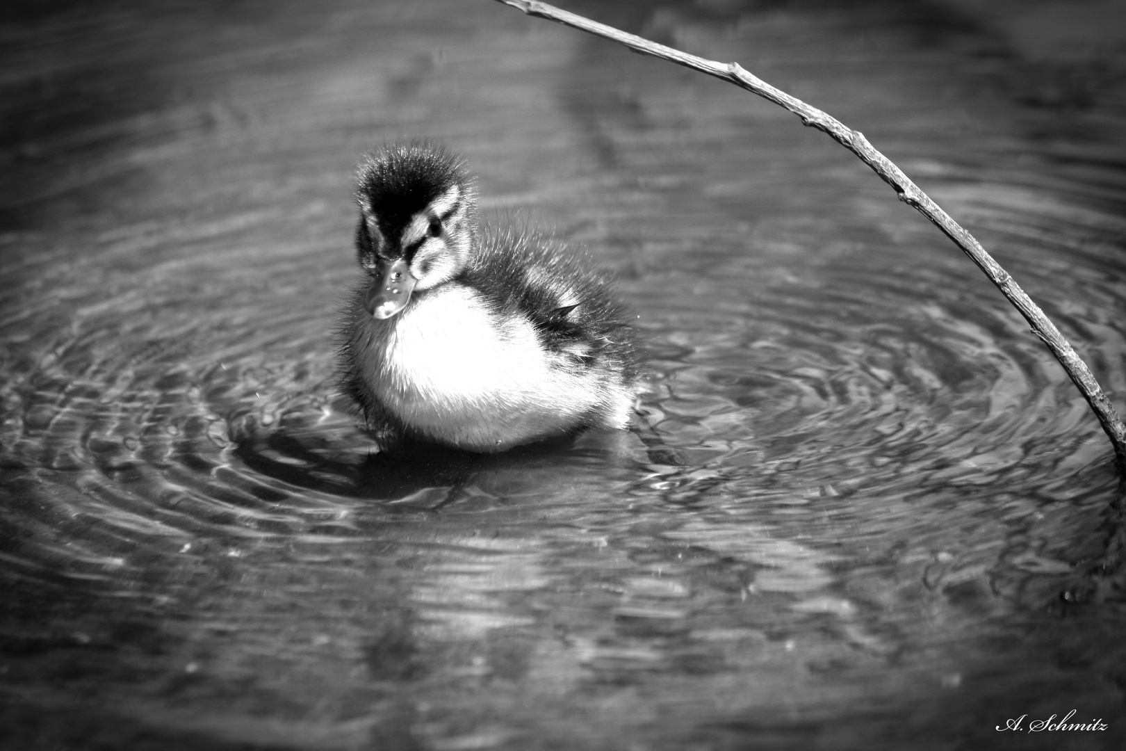 Nachwuchs im Teich