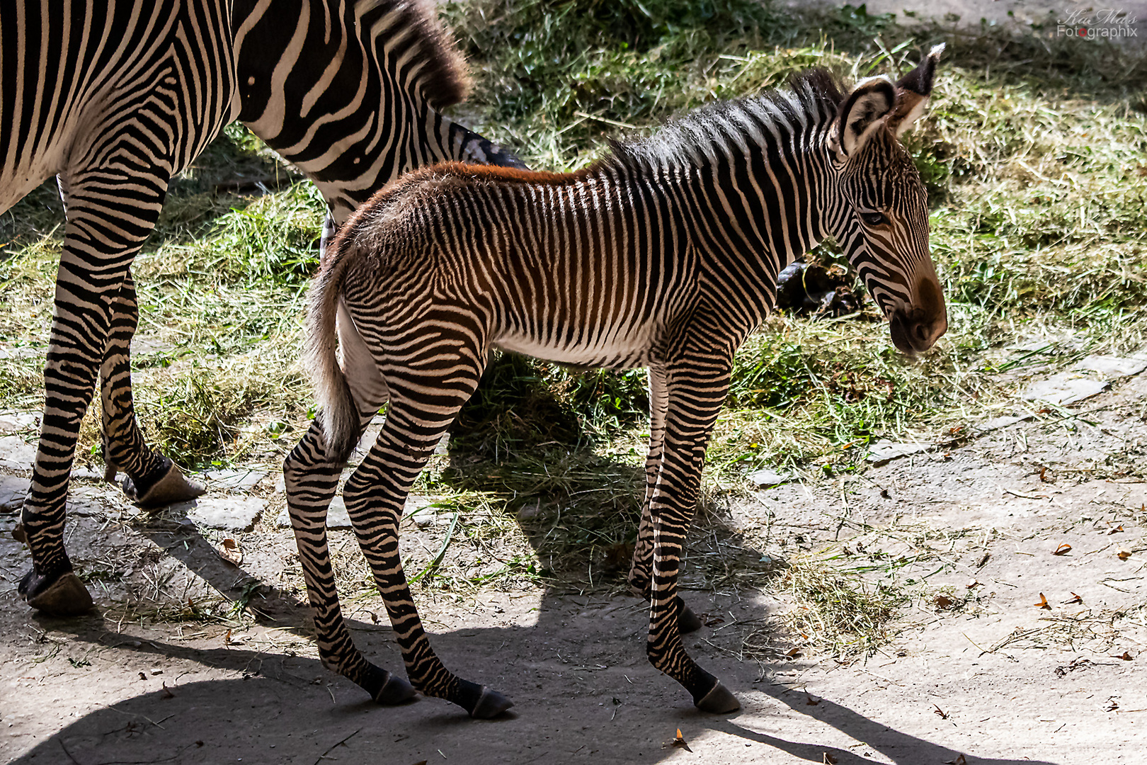 Nachwuchs im Tiergarten