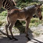 Nachwuchs im Tiergarten