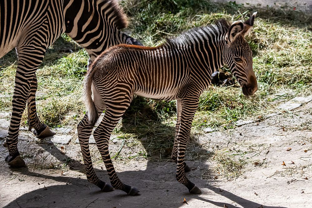 Nachwuchs im Tiergarten