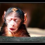 *Nachwuchs im Tiergarten Nürnberg Nr.2*