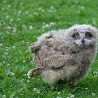 Nachwuchs im Tierpark