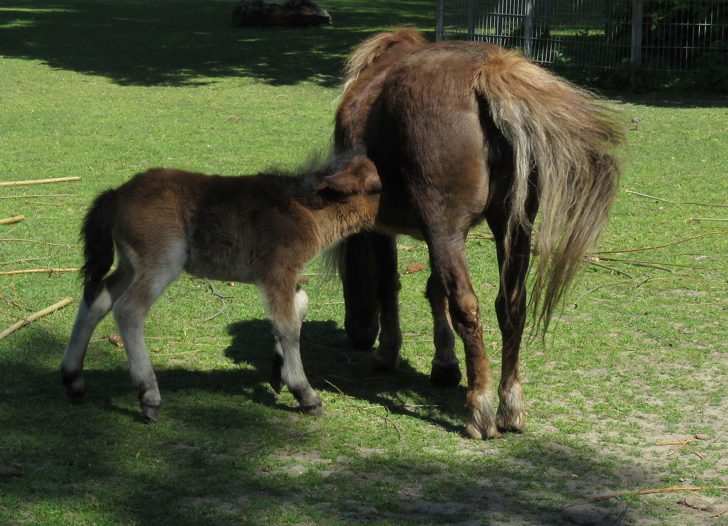 Nachwuchs im Tierpark Salzwedel 