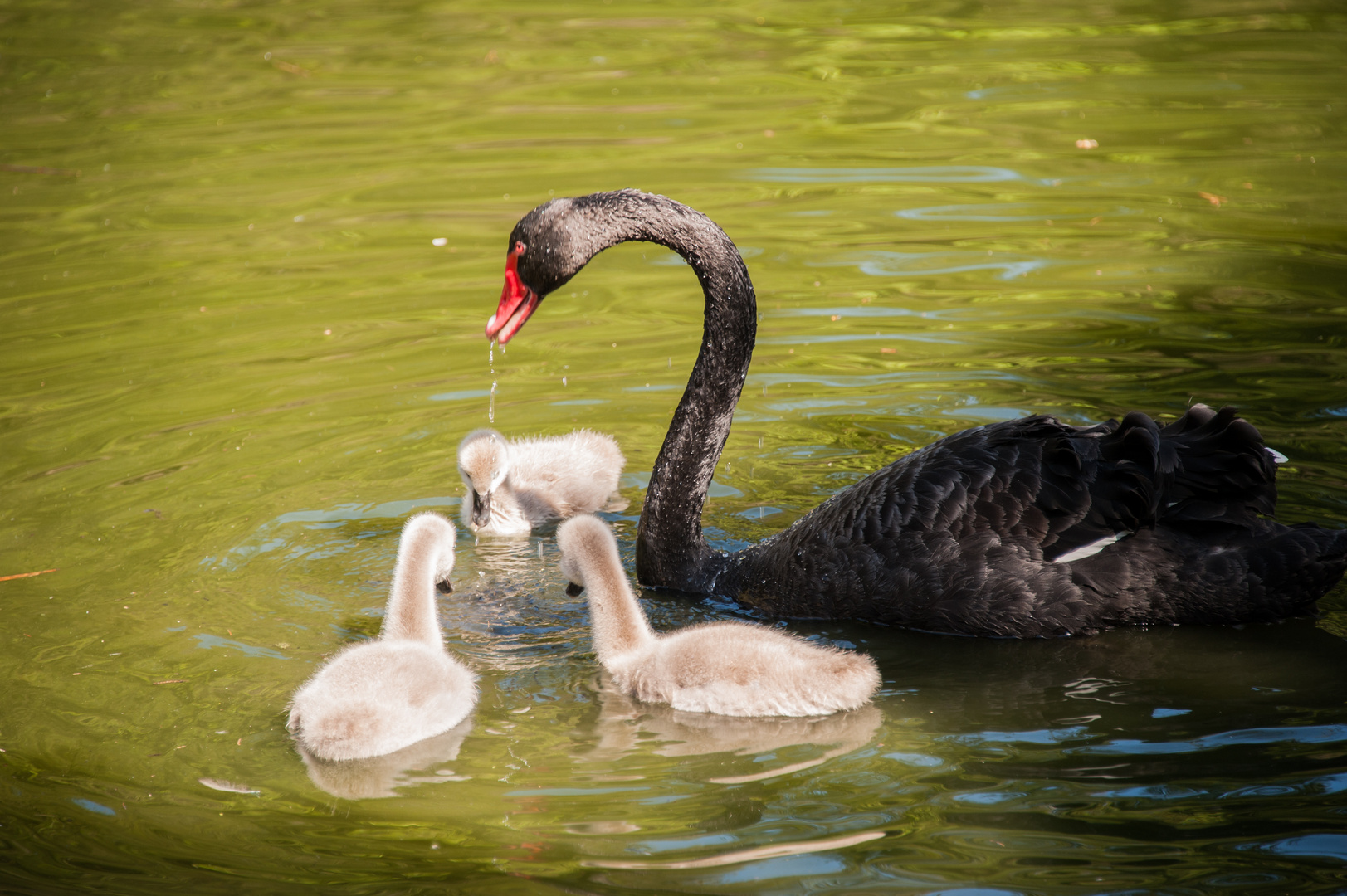 Nachwuchs im Vogelpark