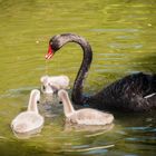 Nachwuchs im Vogelpark