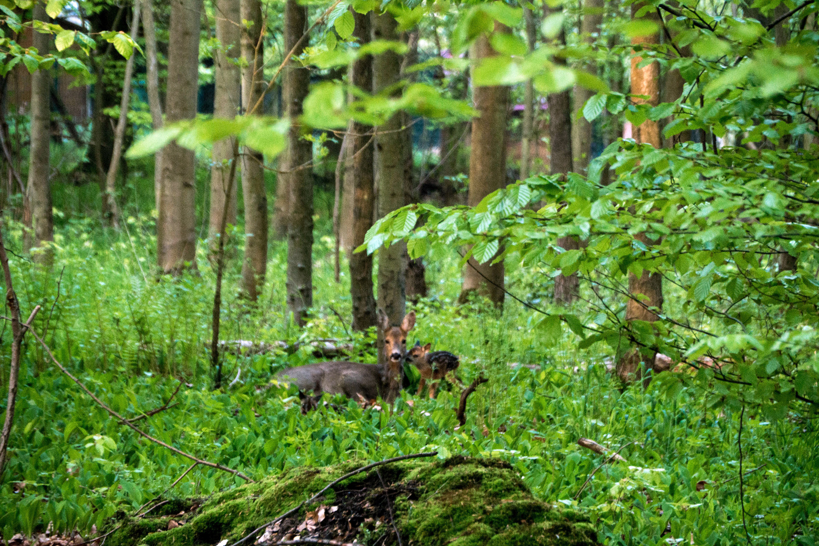 Nachwuchs im Wald