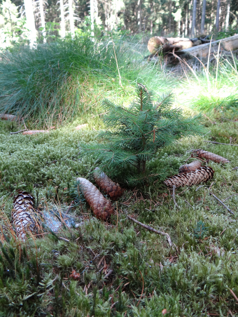 Nachwuchs im Wald