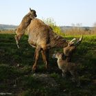 Nachwuchs im Wild-und Freizeitpark Allensbach