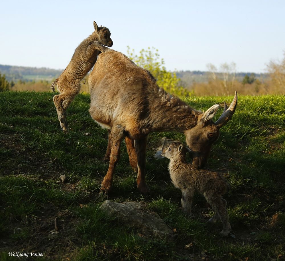 Nachwuchs im Wild-und Freizeitpark Allensbach