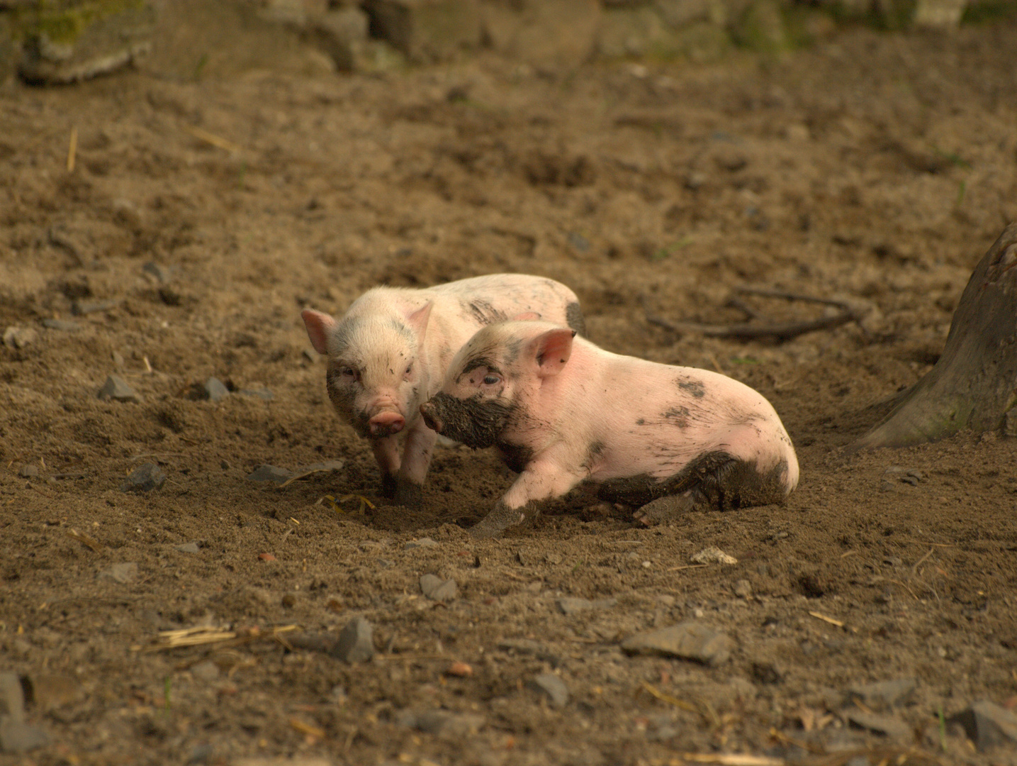 Nachwuchs im Wildgehege