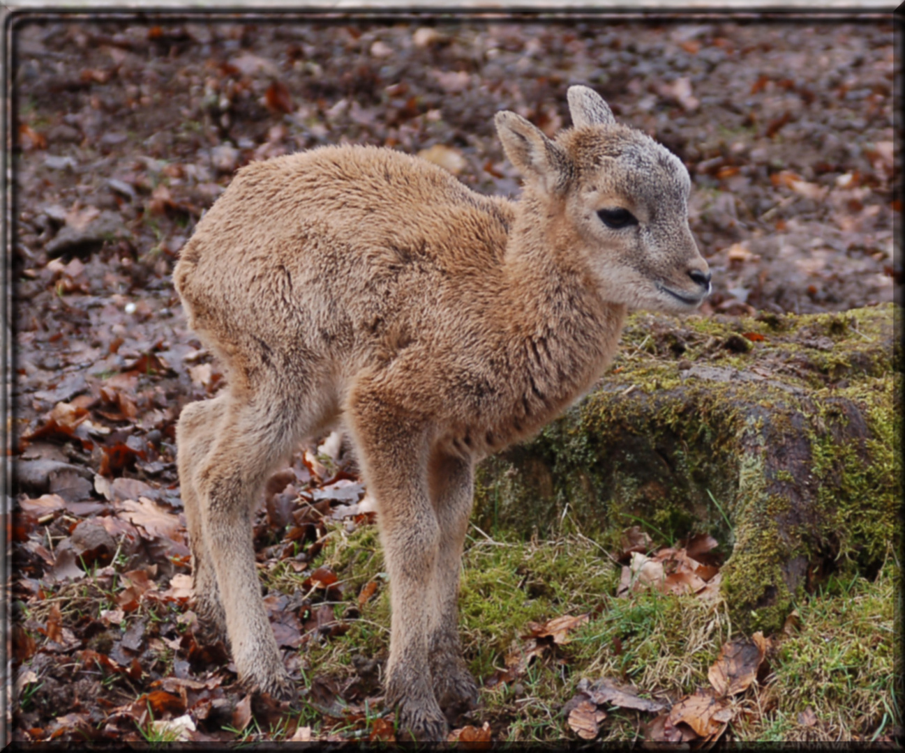 Nachwuchs im Wildpark Daun