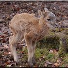 Nachwuchs im Wildpark Daun