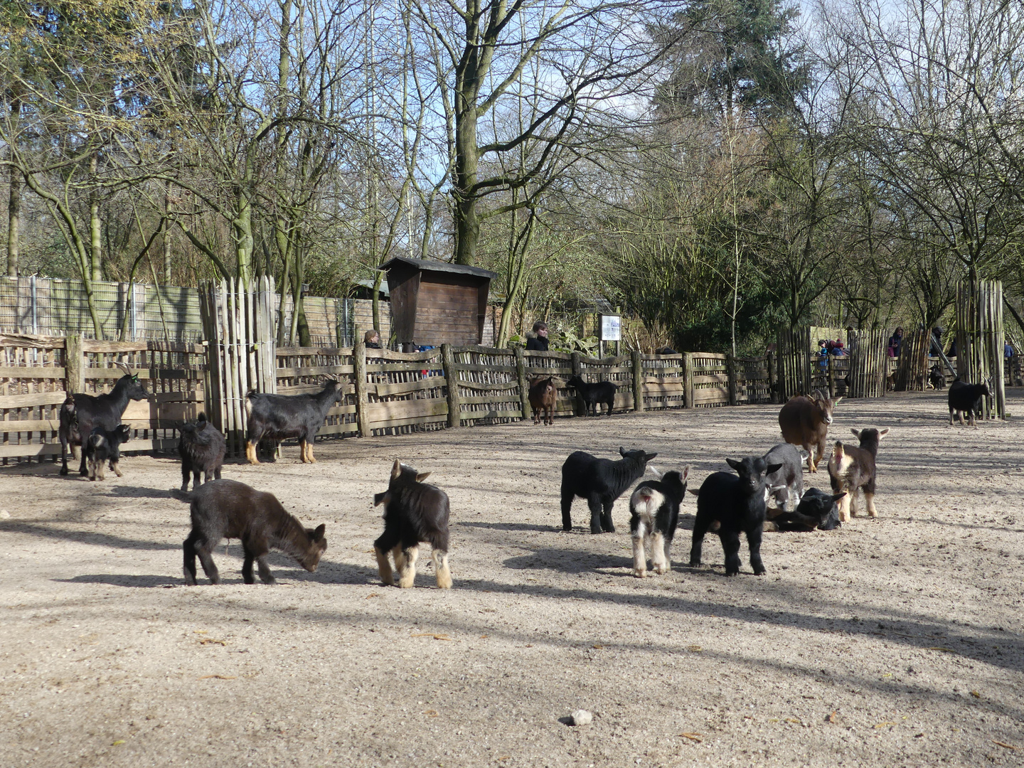 Nachwuchs im Wildpark Reuschenberg ...