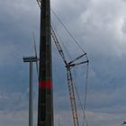 Nachwuchs im Windpark