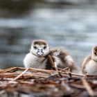 Nachwuchs im Winter