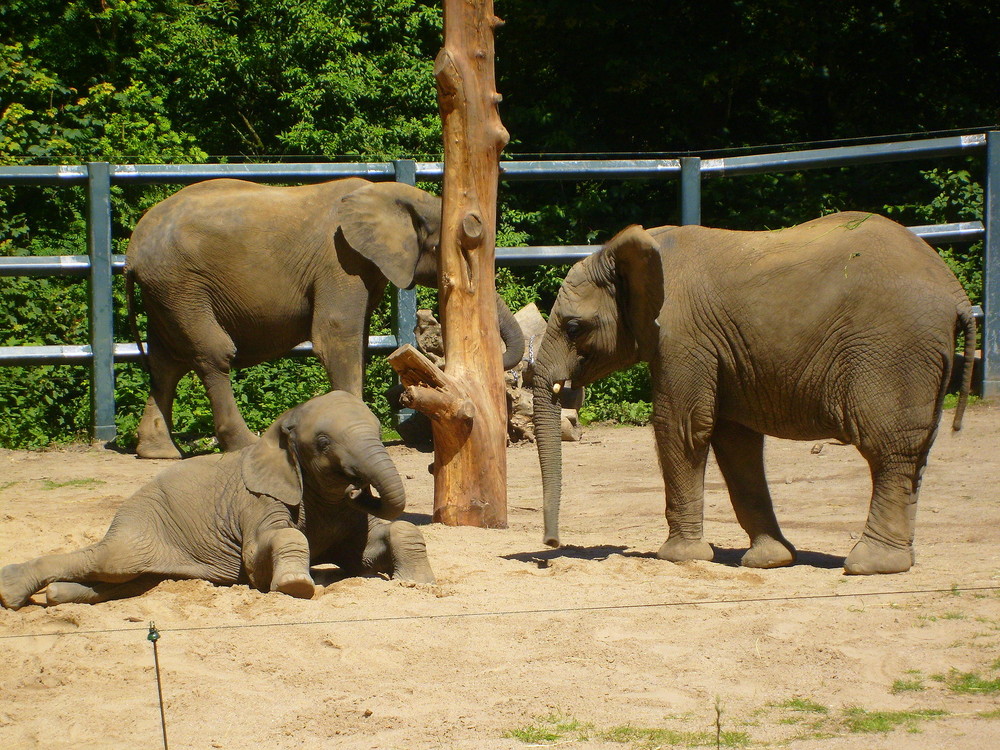 Nachwuchs im Zoo