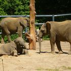 Nachwuchs im Zoo